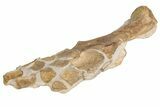 Fossil Plesiosaur Paddle & Coracoid - Asfla, Morocco #199983-4